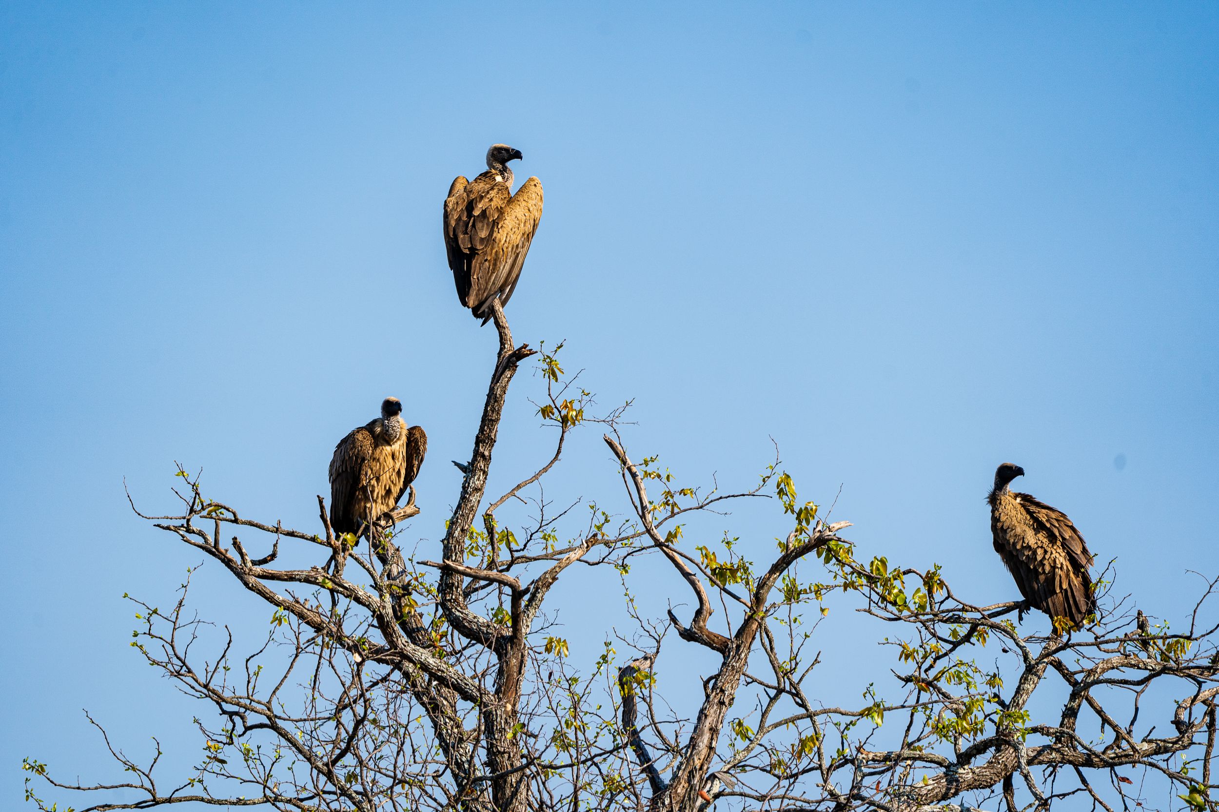 20231006 084031 Fotobuch Südafrika 04780